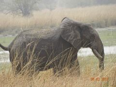 Loxodonta
