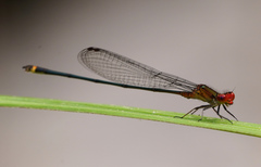 Pseudagrion pilidorsum