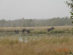 Loxodonta