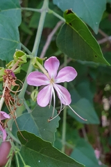 Clerodendrum phlomidis