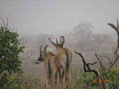 Hippotragus equinus koba