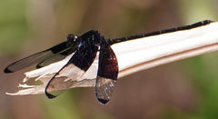 Dysphaea