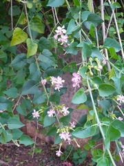 Clerodendrum phlomidis