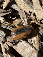 Chondropyga dorsalis