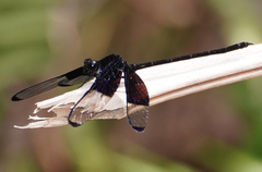 Dysphaea
