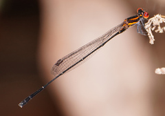 Prodasineura verticalis