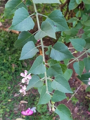 Clerodendrum phlomidis