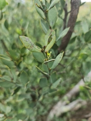 Osyris lanceolata