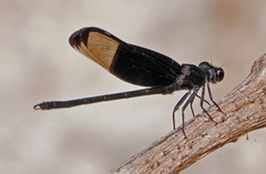Dysphaea