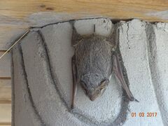 Taphozous mauritianus