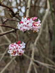Viburnum farreri