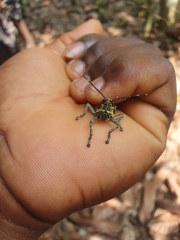 Zonocerus variegatus