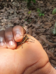 Zonocerus variegatus