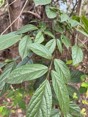 Wisteriopsis reticulata