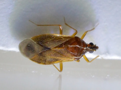 Amphiareus obscuriceps