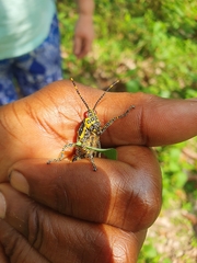 Zonocerus variegatus