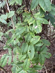 Wisteriopsis reticulata