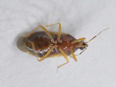 Amphiareus obscuriceps