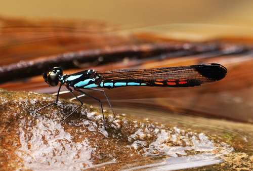 Libellago phaethon