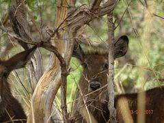 Kobus ellipsiprymnus defassa