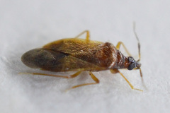 Amphiareus obscuriceps