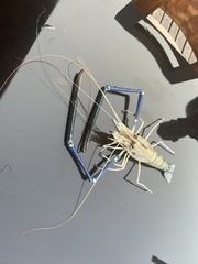 Macrobrachium rosenbergii