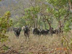 Loxodonta