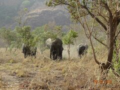 Loxodonta