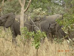 Loxodonta