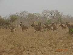 Hippotragus equinus koba