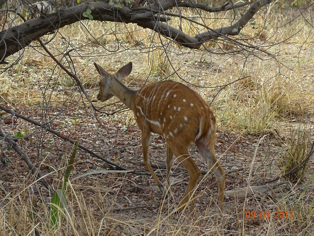 (Tragelaphus scriptus scriptus) - Know Your Mammals