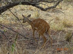 Tragelaphus scriptus scriptus