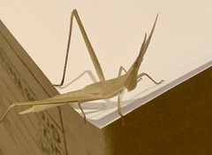 Acrida conica