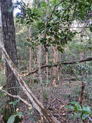 Psydrax lamprophylla