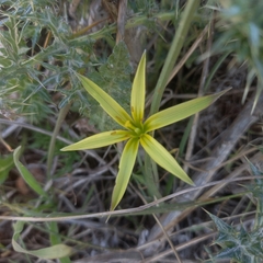 Gagea commutata