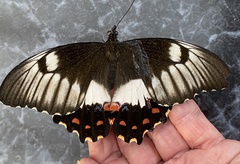 Papilio aegeus aegeus