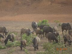 Syncerus caffer brachyceros