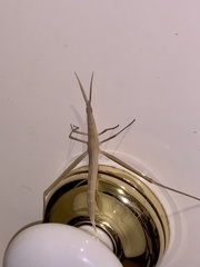 Acrida conica