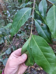Cyclophyllum longipetalum