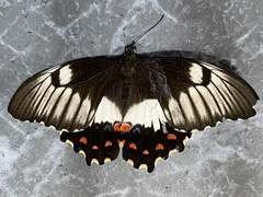 Papilio aegeus aegeus
