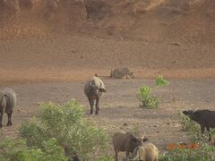 Syncerus caffer brachyceros