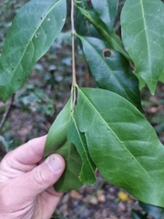 Cyclophyllum longipetalum