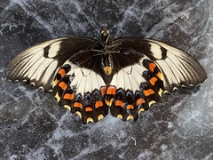 Papilio aegeus aegeus