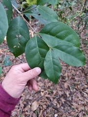 Cyclophyllum longipetalum
