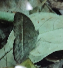 Mycalesis mineus