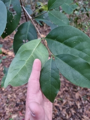 Cyclophyllum longipetalum