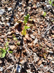 Ophrys speculum