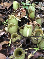 Nepenthes ampullaria