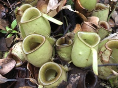 Nepenthes ampullaria