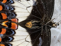 Papilio aegeus aegeus